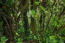 Dense vegetation in Andean cloud forest, Junin, Imbabura, Ecuador. January, 2022.