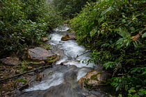 Stream running through Andean cloud forest, Junin, Imbabura, Ecuador. January, 2022.