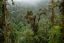 Low cloud over dense vegetation in Andean cloud forest, Junin, Imbabura, Ecuador. January, 2022.