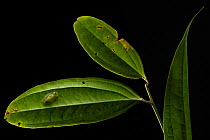 Mashpi glassfrog (Hyalinobatrachium mashpi) resting on leaf at night. Captive, occurs in Ecuador.