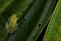 Mashpi glassfrog (Hyalinobatrachium mashpi) resting on leaf. Captive, occurs in Ecuador.