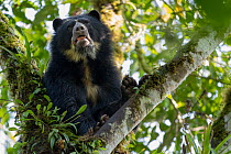 Andean bear / Spectacled bear (Tremarctos ornatus) resting in tree in cloud forest, Ecuadorian Choco, Pichincha, Ecuador.