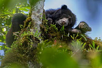 Andean bear / Spectacled bear (Tremarctos ornatus) resting in tree in cloud forest, looking down,  Ecuadorian Choco, Pichincha, Ecuador.