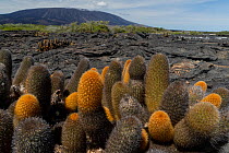 Lava cactus (Brachycereus nesioticus) growing on volcanic landscape, Fernandina Island, Galapagos National Park, Galapagos Islands.
