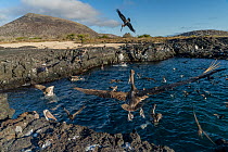 Brown noddies / Common noddies (Anous stolidus) and Brown pelicans (Pelecanus occidentalis) fishing along rocky coastline, Santiago Island, Galapagos National Park, Pacific Ocean.