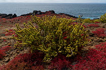 Galapagos carpet weed (Sesuvium edmonstonei) on rocky clifftop, San Cristobal Island, Galapagos National Park, Galapagos Islands.
