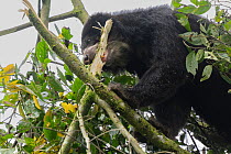 Andean bear / Spectacled bear (Tremarctos ornatus) balancing on branch, feeding in tree in cloud forest, Ecuadorian Choco, Pichincha, Ecuador.