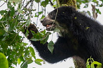 Andean bear / Spectacled bear (Tremarctos ornatus) feeding on berries in tree in cloud forest, Ecuadorian Choco, Pichincha, Ecuador.