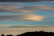 Darwin's rhea / Lesser rhea (Rhea pennata) silhouetted on hilltop at dusk, with lenticular clouds in sky above, Torres del Paine National Park, Magallanes, Chile.