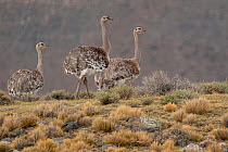 Three Darwin's rheas / Lesser rheas (Rhea pennata), Torres del Paine National Park, Magallanes, Chile.