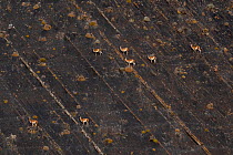 Guanacos (Lama guanicoe) herd on hillside, Torres del Paine National Park, Magallanes, Chile.