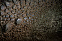 Santa Cruz giant tortoise (Chelonoidis porteri) close up skin detail, Santa Cruz Island, Galapagos National Park, Galapagos Islands.