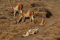 Four Guanacos (Lama guanicoe) grazing and resting on hillside, one rolling, Torres del Paine National Park, Magallanes, Chile.