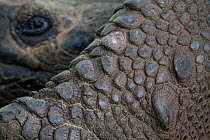 Santa Cruz giant tortoise (Chelonoidis porteri) skin and eye detail, Santa Cruz Island, Galapagos National Park, Galapagos Islands.