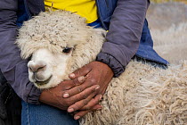 Person holding an Alpaca (Lama pacos) preparing for shearing,  Imbabura, Ecuador. September, 2022.