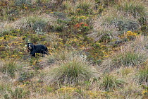Andean bear / Spectacled bear (Tremarctos ornatus) in paramo habitat, Cayambe Coca National Park, Napo, Ecuador.