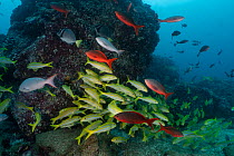 Pacific creolefishes (Paranthias colonus) and Blue-and-gold snappers (Lutjanus viridis) swimming over reef, Darwin Island, Galapagos National Park, Pacific Ocean.