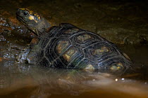 Yellow-footed tortoise (Chelonoidis denticulatus) in shallow water, Yasuni National Park, Orellana, Ecuador. Endangered.