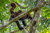 Common woolly monkey / Brown woolly monkey (Lagothrix lagothricha) climbing in tree with infant on back, tail entwined with adult's,  Yasuni National Park, Orellana, Ecuador.