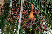 Colombian red howler / Venezuelan red howler (Alouatta seniculus) eating fruit from Palm (Arecaceae) tree, Yasuni National Park, Orellana, Ecuador.