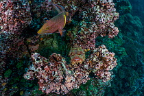 Pacific spotted scorpionfish / Stone scorpionfish (Scorpaena mystes) camouflaged on reef with a Mexican hogfish (Bodianus diplotaenia) swimming close by, Darwin Island, Galapagos National Park, Pacifi...