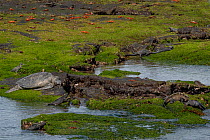 Marine iguanas (Amblyrhynchus cristatus), Green sea turtle (Chelonia mydas) and Sally Lightfoot crabs (Grapsus grapsus) on rocks at low tide, Fernandina Island, Galapagos National Park, Galapagos Isla...