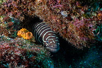 Zebra moray (Gymnomuraena zebra) peering out from under rock, Wolf Island, Galapagos National Park, Pacific Ocean.