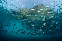 Steel pompanos (Trachinotus stilbe) shoal with Roca Redonda Island visible at the surface, Roca Redonda Island, Galapagos National Park, Pacific Ocean.