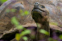 Santa Cruz giant-tortoise (Chelonoidis porteri) portrait, Santa Cruz Island, Galapagos National Park, Galapagos Islands. Critically endangered.