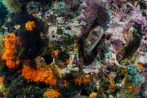 Long-spine porcupinefish (Diodon holocanthus) peering out of hole in reef, Isabela Island, Galapagos National Park, Pacific Ocean.