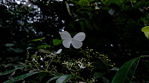 Tracking shot of two Hybrid spirit / Hybrid wood white (Leptosia hybrida) butterflies in flight. The butterfly in the background lands on a flower. Lomako Yokokala Faunal Reserve, Equateur Province, D...