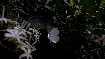Hybrid spirit / Hybrid wood white (Leptosia hybrida) butterfly profile, in flight. The butterfly attempts to land on a flower, Lomako Yokokala Faunal Reserve, Equateur Province, Democratic Republic of...