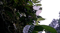 Hybrid spirit / Hybrid wood white (Leptosia hybrida) butterfly in flight. The butterfly attempts to land on some flowers, Lomako Yokokala Faunal Reserve, Equateur Province, Democratic Republic of Cong...