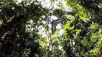 Common swordtail / Small striped swordtail (Graphium policenes) butterflies in flight, Lomako Yokokala Faunal Reserve, Equateur Province, Democratic Republic of Congo.