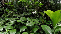 Hybrid spirit / Hybrid wood white (Leptosia hybrida) butterfly in flight, Lomako Yokokala Faunal Reserve, Equateur Province, Democratic Republic of Congo.