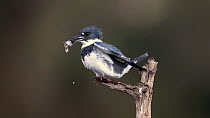 Belted kingfisher (Megaceryle alcyon) perched and holding its prey, a small minnow. The beak of the bird has stabbed the fish. The kingfisher bashes the fish against the perch and then repeatedly thro...
