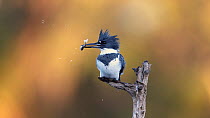 Belted kingfisher (Megaceryle alcyon) entering the frame and landing on a perch with its prey, a small minnow (Cypriniformes). The bird then rearranges the fish and swallows it headfirst. The bird the...
