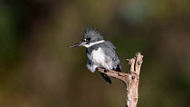 Belted kingfisher (Megaceryle alcyon) perched overlooking a small pond. Animal is showing nictitating membrane. Florida, USA.