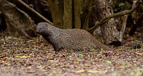 Iberian mongoose / Egyptian mongoose (Herpestes ichneumon) looking around and hunting for food, near Donana National Park, Sevilla, Spain.