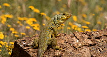 Ocellated lizard (Timon lepidus) sitting on a rock and basking in the sun, Sevilla, Sierra Morena, Spain.