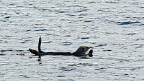 Seaotter (Enhydra lutris) swimming, Seldovia, Kenai Peninsula, Alaska.