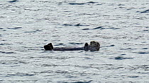 Seaotter (Enhydra lutris) swimming. The animal then floats on its back and rubs its face. Seldovia, Kenai Peninsula, Alaska.