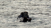 Sea otter (Enhydra lutris) floating on its back. The animal then barrel rolls, yawns and rubs its face. Seldovia, Kenai Peninsula, Alaska.