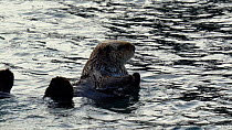 Sea otter (Enhydra lutris) barrel rolling and rubbing its face. The animal then swims out of the frame. Seldovia, Kenai Peninsula, Alaska.