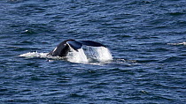 Humpback whale (Megaptera novaeangliae) diving, showing dorsal fin and fluke, West of Continental Shelf, Svalbard.
