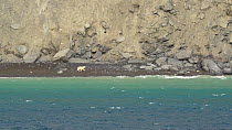 Tracking shot of a Polar Bear (Ursus maritimus) walking along a beach. The bear begins to climb over the rocks. Devon island, Baffin Bay, Nunavut, Canada, August, 2022.