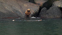 Northern fur seals (Callorhinus ursinus) group. One individual on a rock jumps into the water and joins the other seals that are swimming. Fairway Rock, Bering Strait, Alaska.