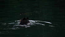 Black bear (Ursus americanus) swimming across a tidal river, Seldovia, Kenai Peninsula, Alaska.
