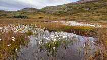 Cottongrass (Eriophorum scheuchzeri) Kangerlussuaq, West Greenland, August.