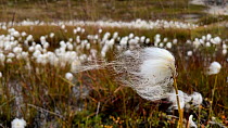 Cottongrass (Eriophorum scheuchzeri) stem moving in the wind amogst other cottongrass and in a bog, Kangerlussuaq, West Greenland, August.